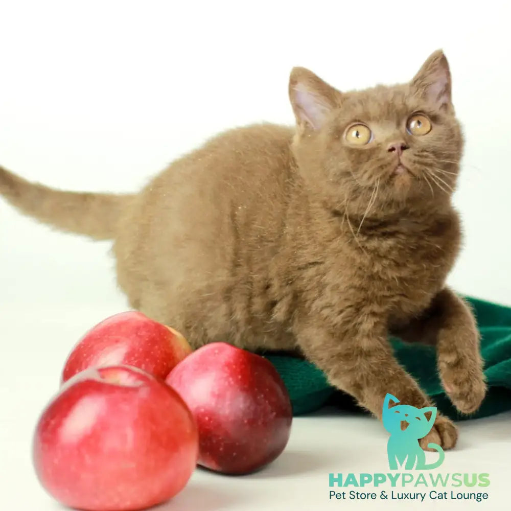 Dayana British Shorthair female chocolate - live animals