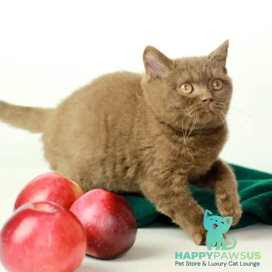 Dayana British Shorthair female chocolate - live animals