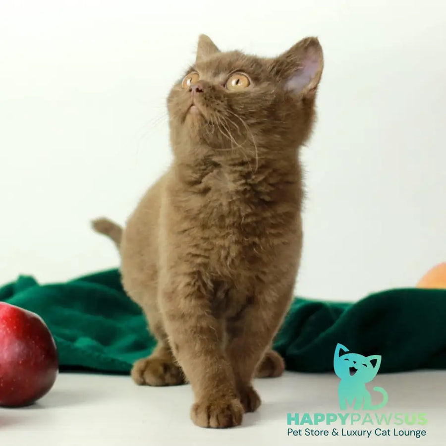 Dayana British Shorthair female chocolate - live animals