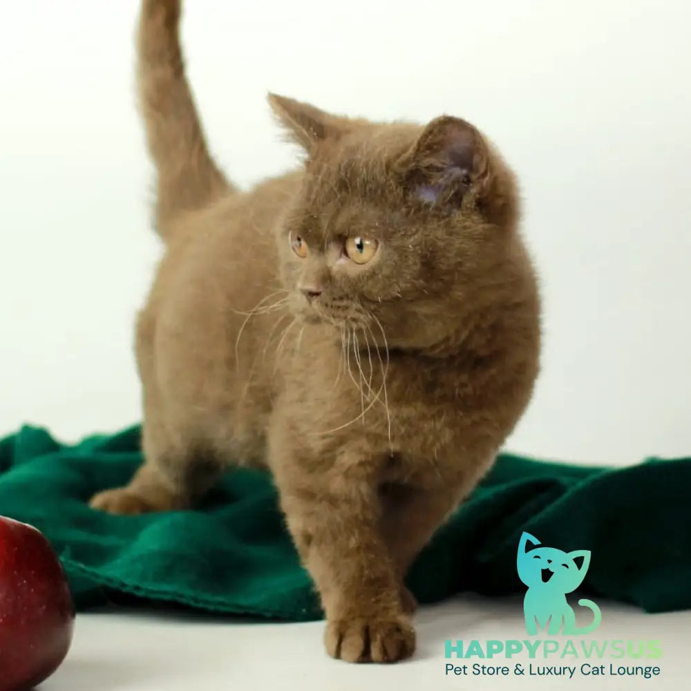 Dayana British Shorthair female chocolate - live animals