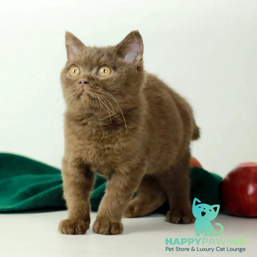 Dayana British Shorthair female chocolate - live animals