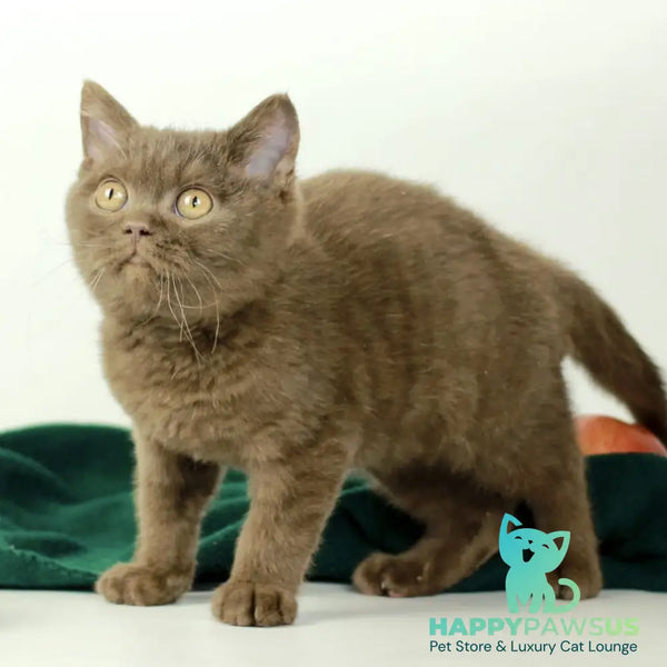 Dayana British Shorthair female chocolate - live animals