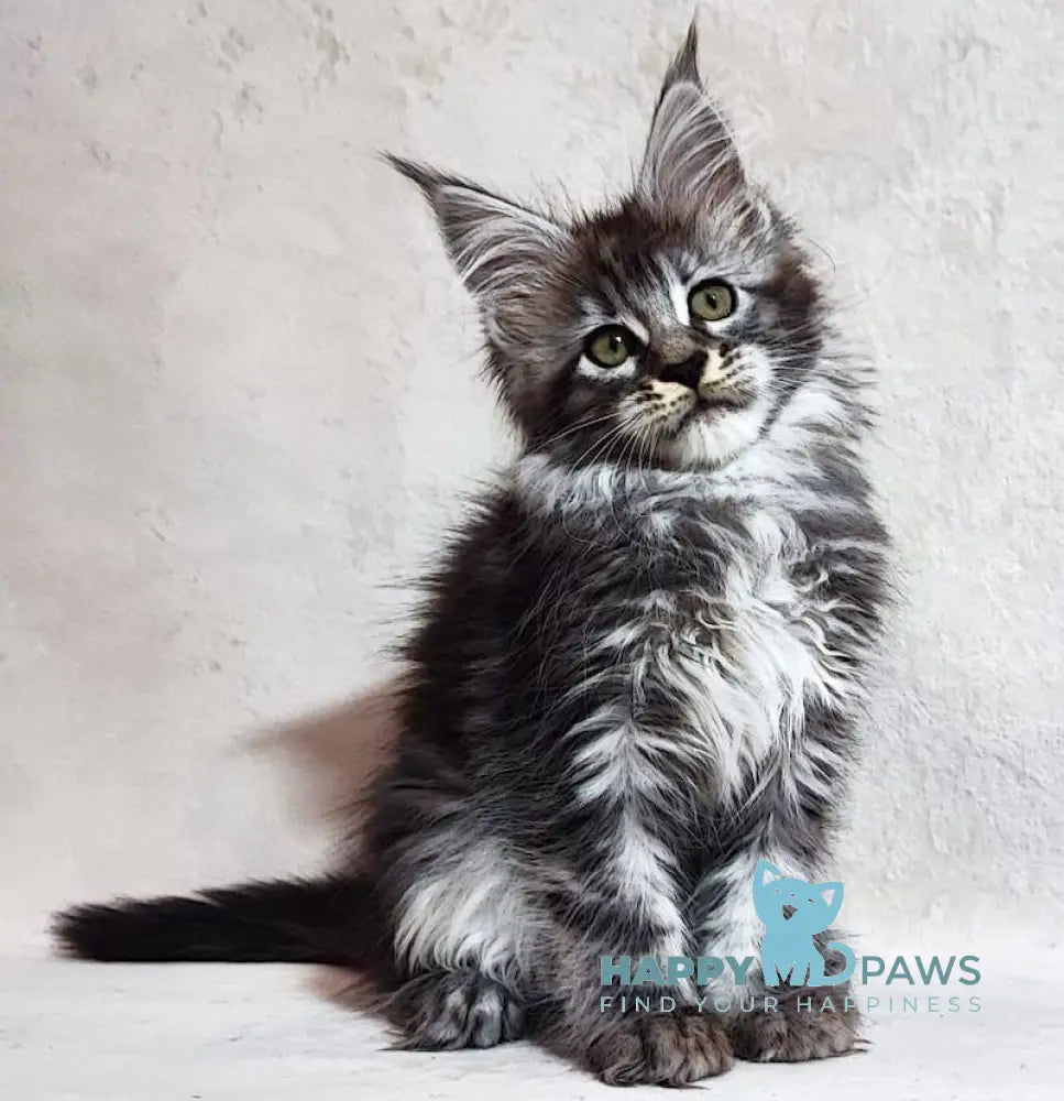 Dayana Maine Coon Female Black Tortie Silver Tabby Live Animals