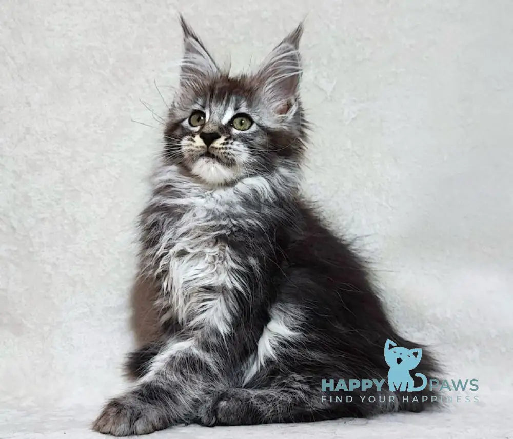 Dayana Maine Coon Female Black Tortie Silver Tabby Live Animals