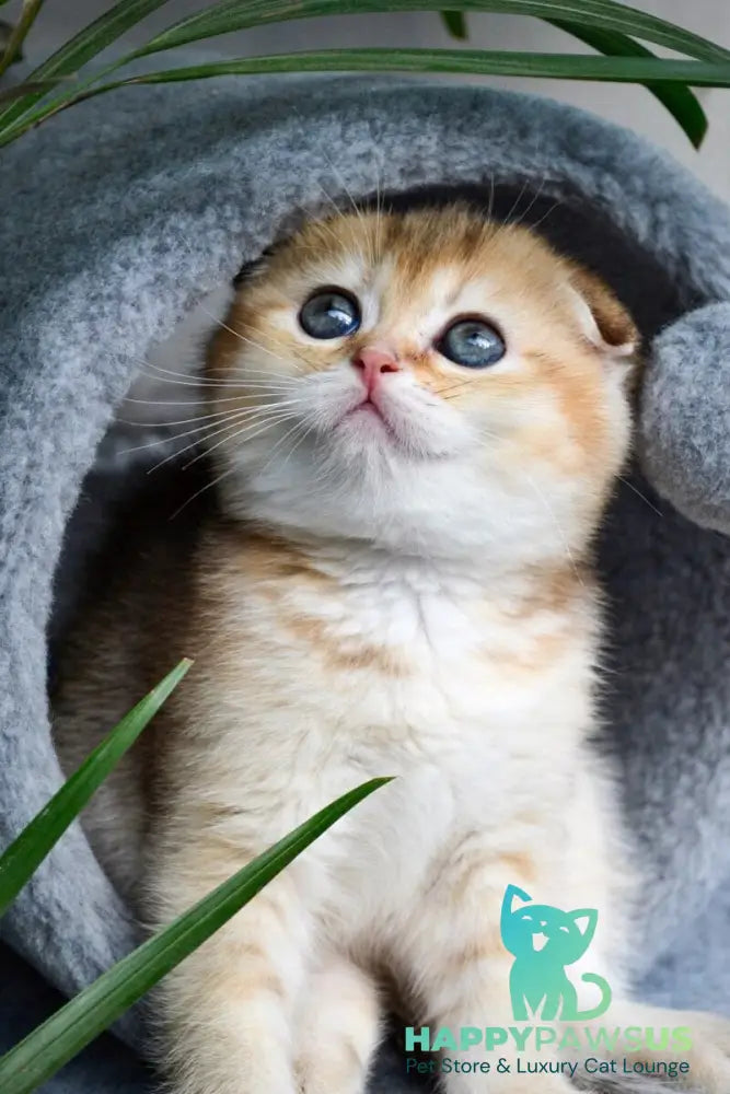 Dayana Scottish Fold female black golden ticked tabby - live animals
