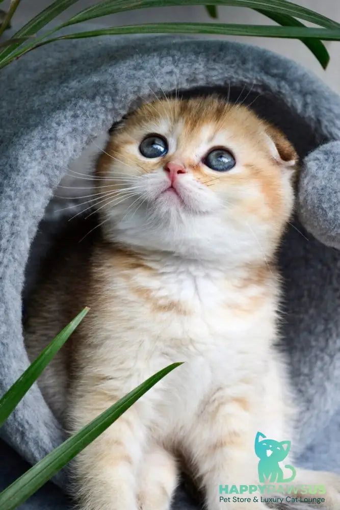 Dayana Scottish Fold female black golden ticked tabby - live animals