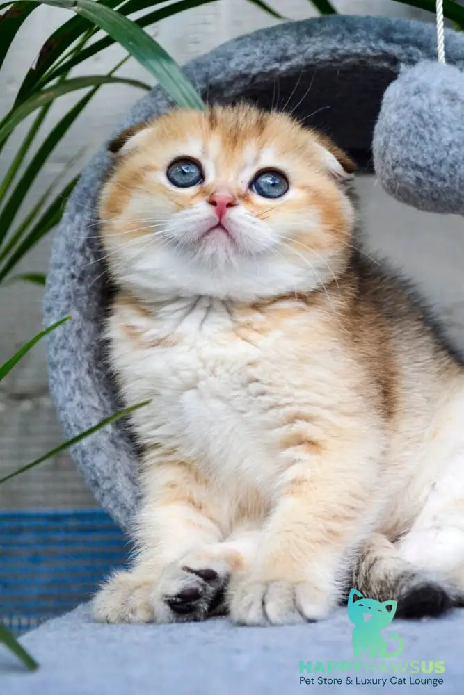 Dayana Scottish Fold female black golden ticked tabby - live animals