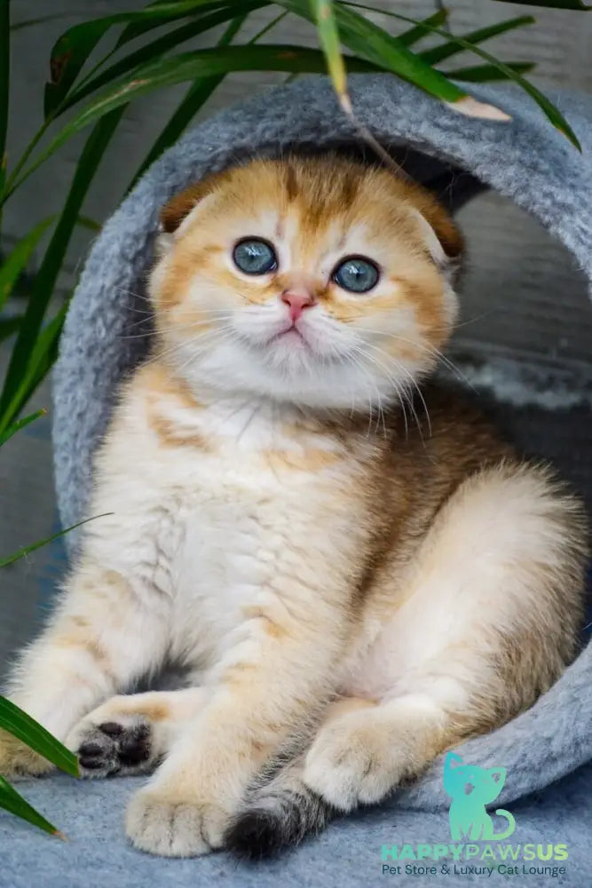 Dayana Scottish Fold female black golden ticked tabby - live animals