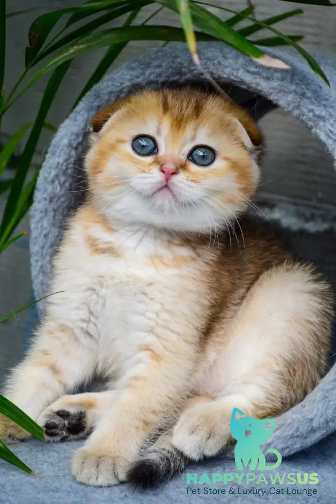 Dayana Scottish Fold female black golden ticked tabby - live animals