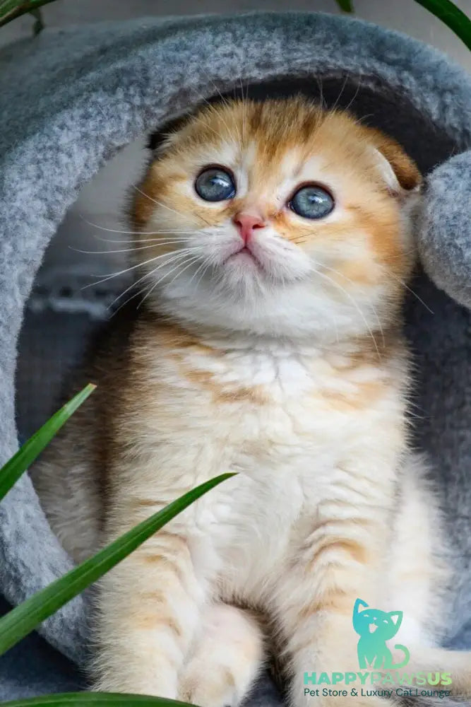 Dayana Scottish Fold female black golden ticked tabby - live animals