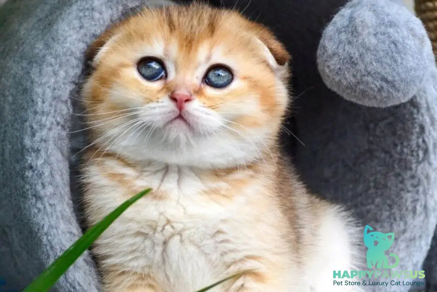 Dayana Scottish Fold female black golden ticked tabby - live animals