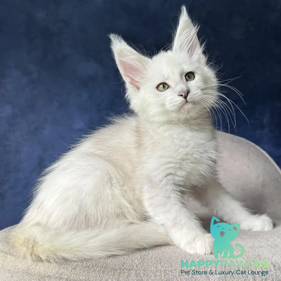 Daylin Maine Coon female black silver shaded - live animals