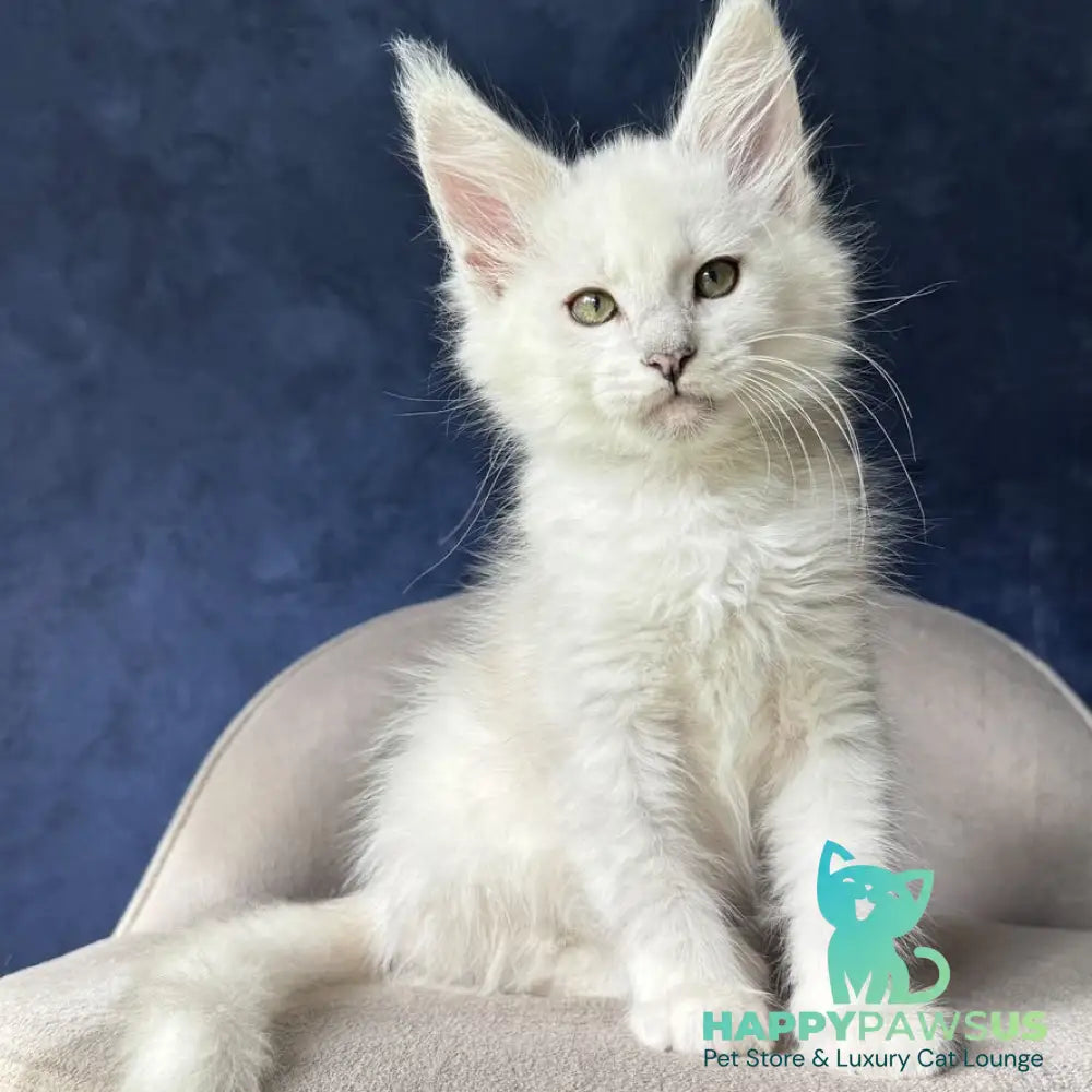 Daylin Maine Coon female black silver shaded - live animals