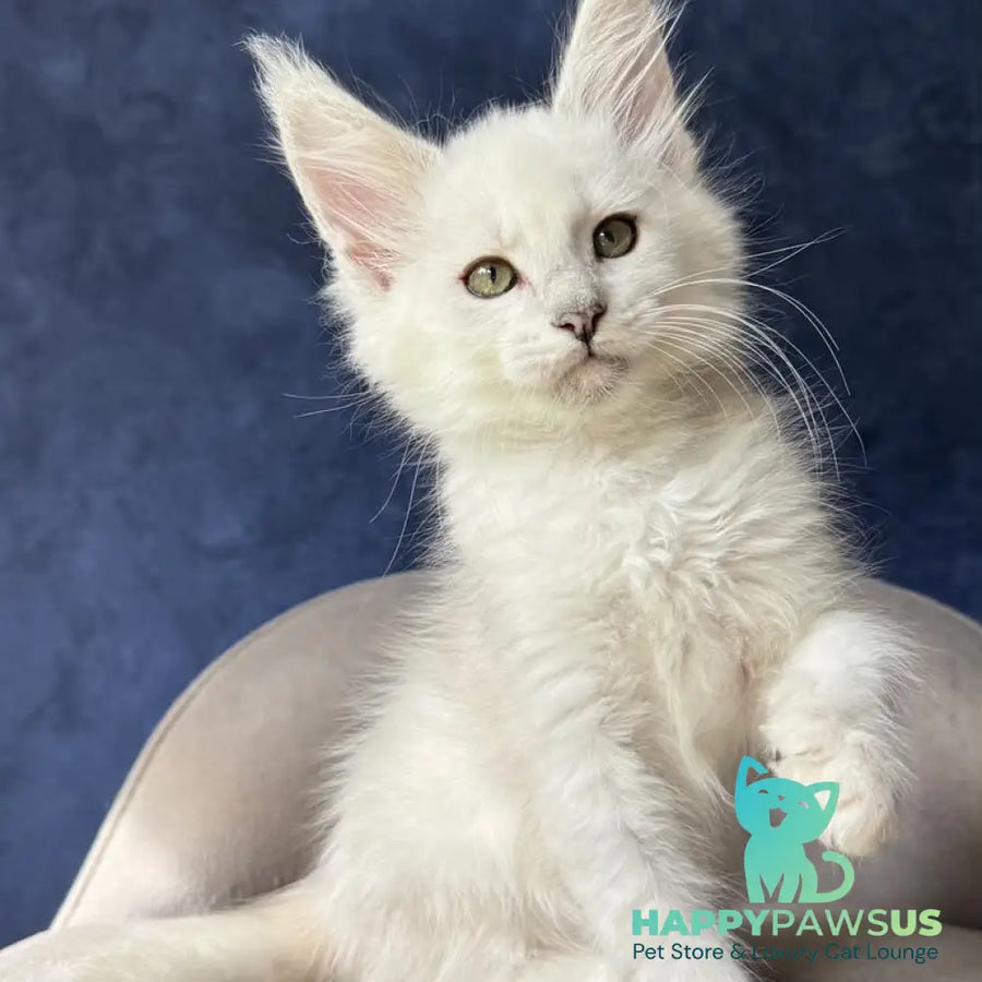 Daylin Maine Coon female black silver shaded - live animals