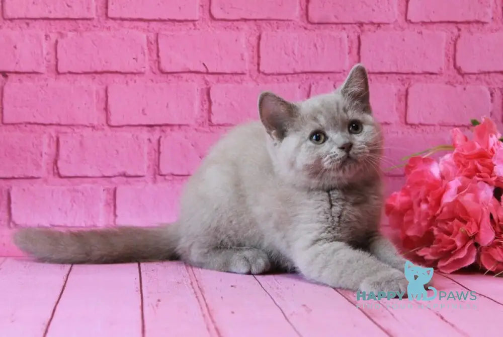 Daymond British Shorthair male fawn