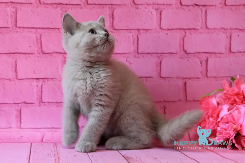 Daymond British Shorthair male fawn