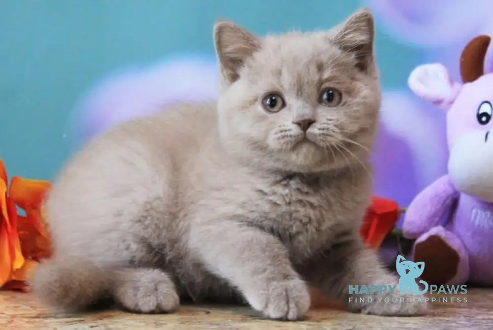 Dayna British Shorthair female lilac live animals