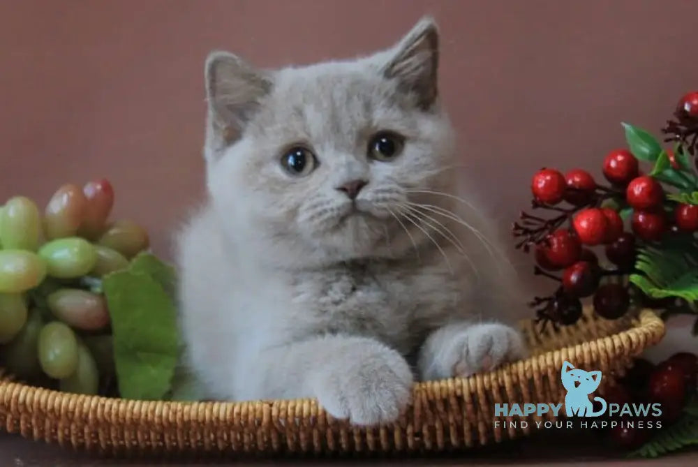 Dayna British Shorthair female lilac live animals