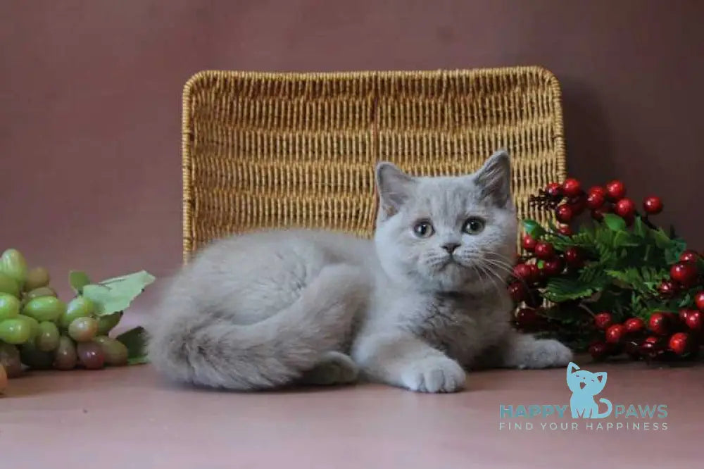 Dayna British Shorthair female lilac live animals