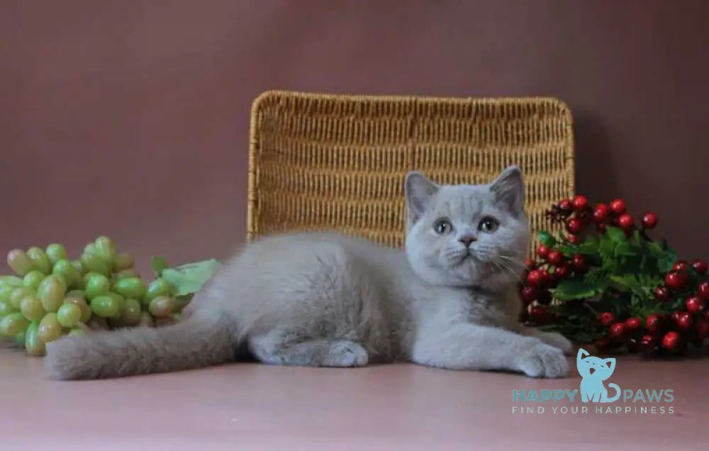 Dayna British Shorthair female lilac live animals