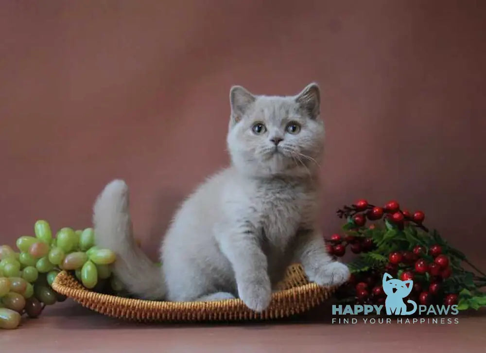 Dayna British Shorthair female lilac live animals