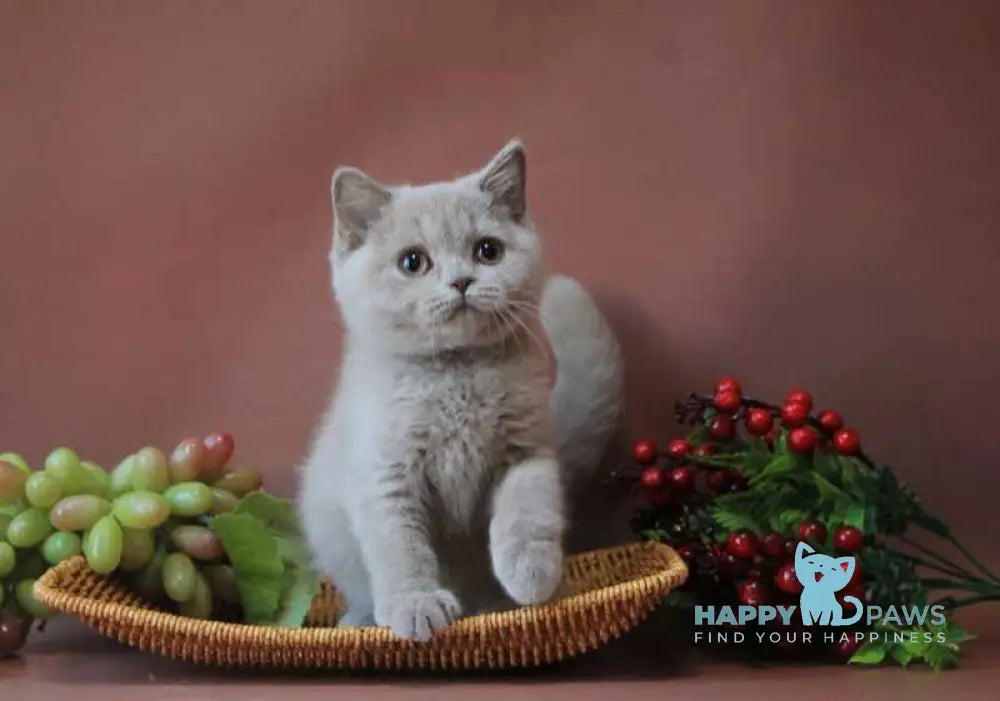 Dayna British Shorthair female lilac live animals