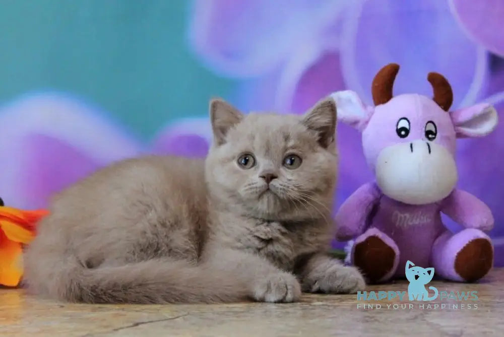 Dayna British Shorthair female lilac live animals