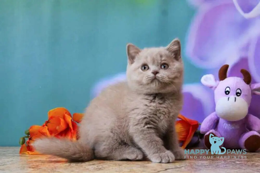 Dayna British Shorthair female lilac live animals