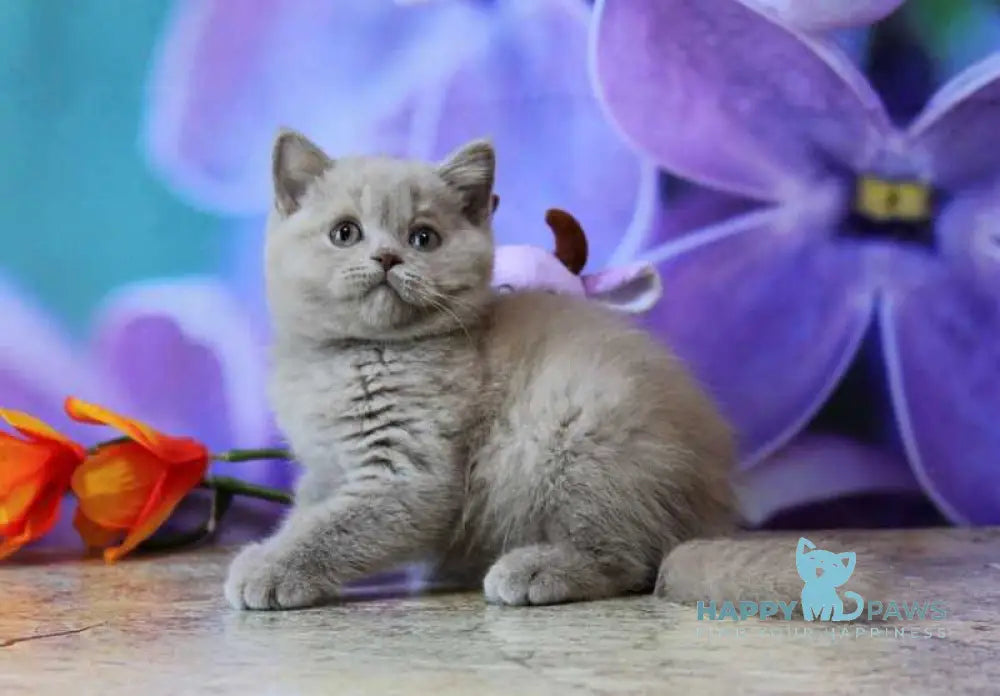 Dayna British Shorthair female lilac live animals