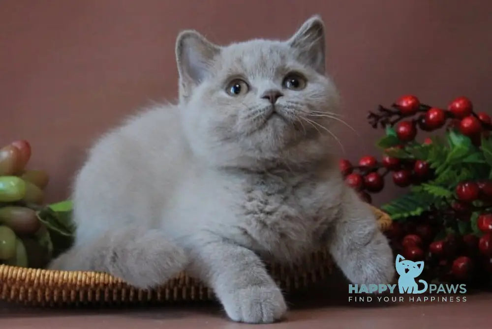 Dayna British Shorthair female lilac live animals
