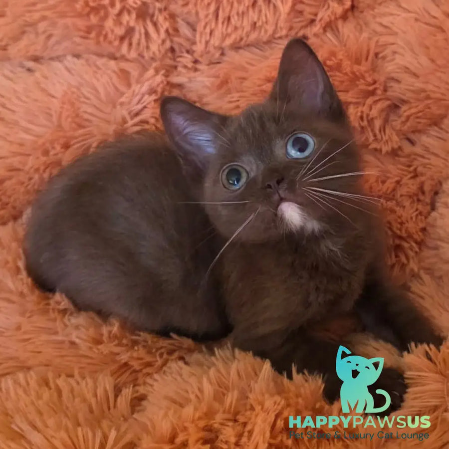 Dayzy British Shorthair male chocolate with white - live animals