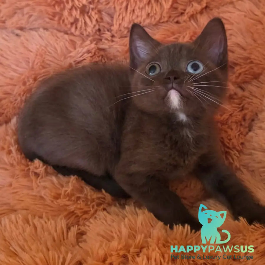 Dayzy British Shorthair male chocolate with white - live animals