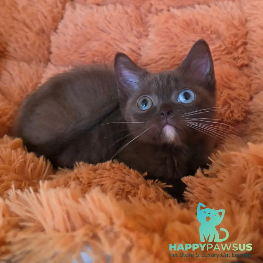Dayzy British Shorthair male chocolate with white - live animals