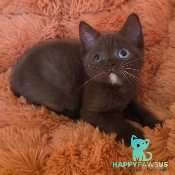 Dayzy British Shorthair male chocolate with white - live animals