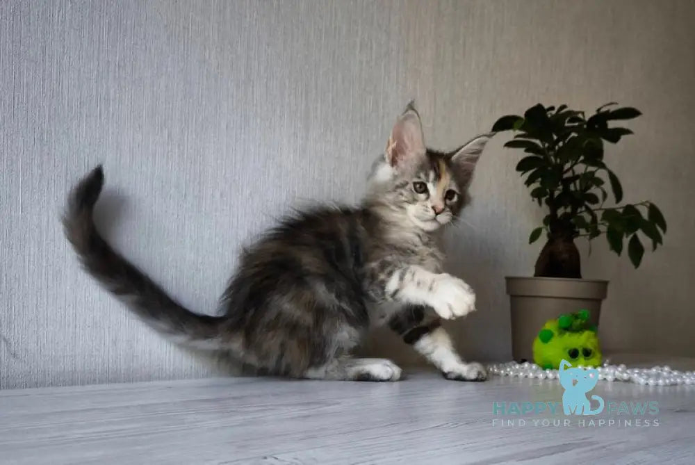 Dea Maine Coon female black tortie silver spotted tabby live animals