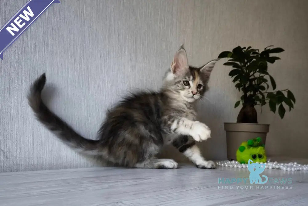 Dea Maine Coon female black tortie silver spotted tabby live animals
