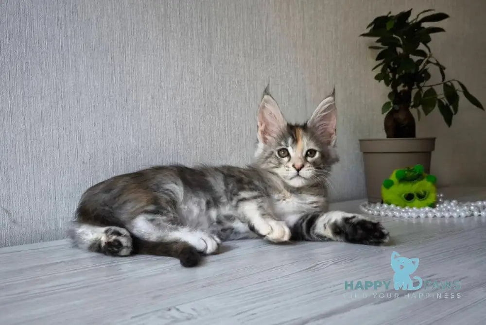 Dea Maine Coon female black tortie silver spotted tabby live animals