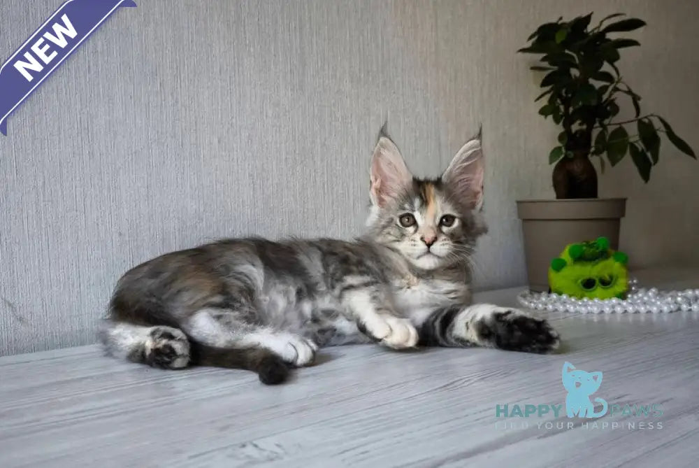Dea Maine Coon female black tortie silver spotted tabby live animals