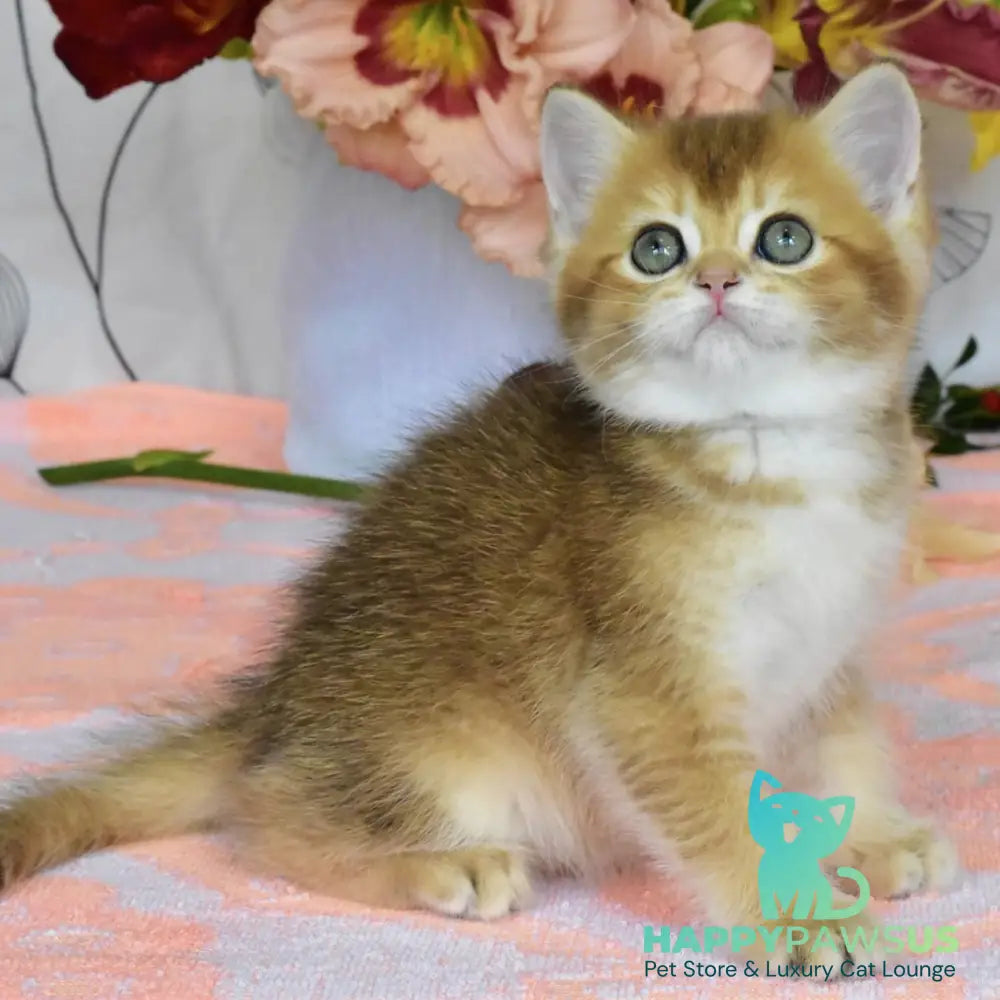 Dean British Shorthair male black golden ticked tabby - live animals