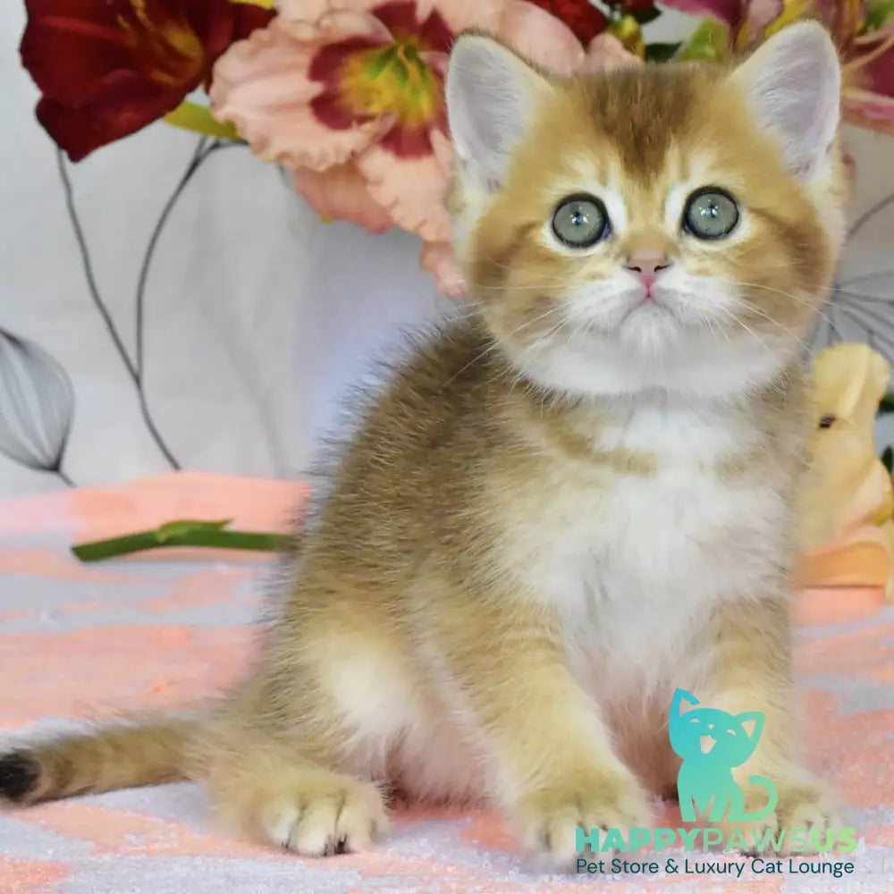 Dean British Shorthair male black golden ticked tabby - live animals
