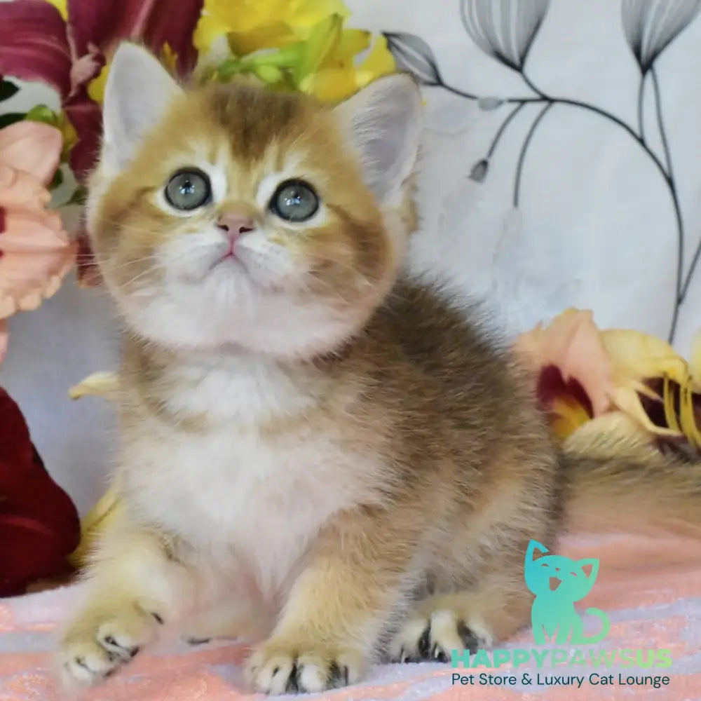Dean British Shorthair male black golden ticked tabby - live animals