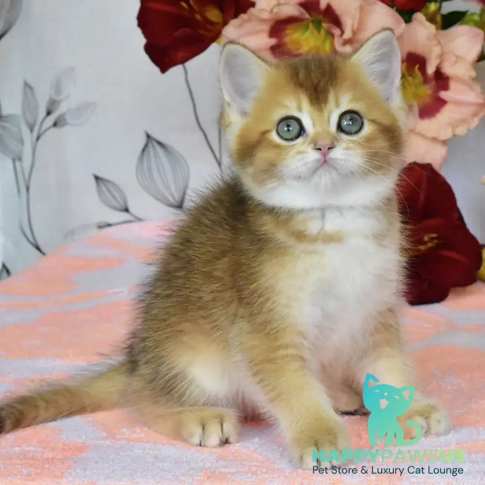 Dean British Shorthair male black golden ticked tabby - live animals