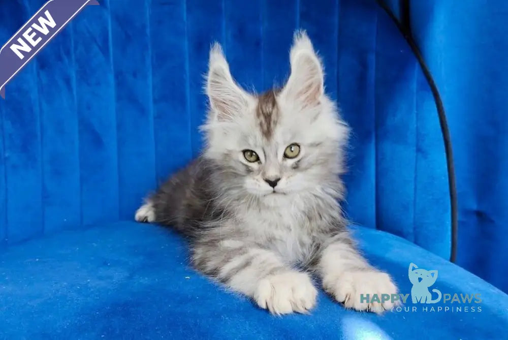 Dean Maine Coon male black silver tabby live animals