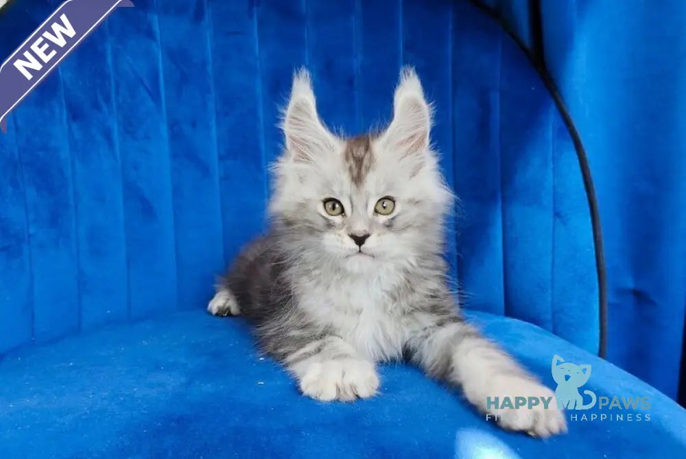 Dean Maine Coon male black silver tabby live animals
