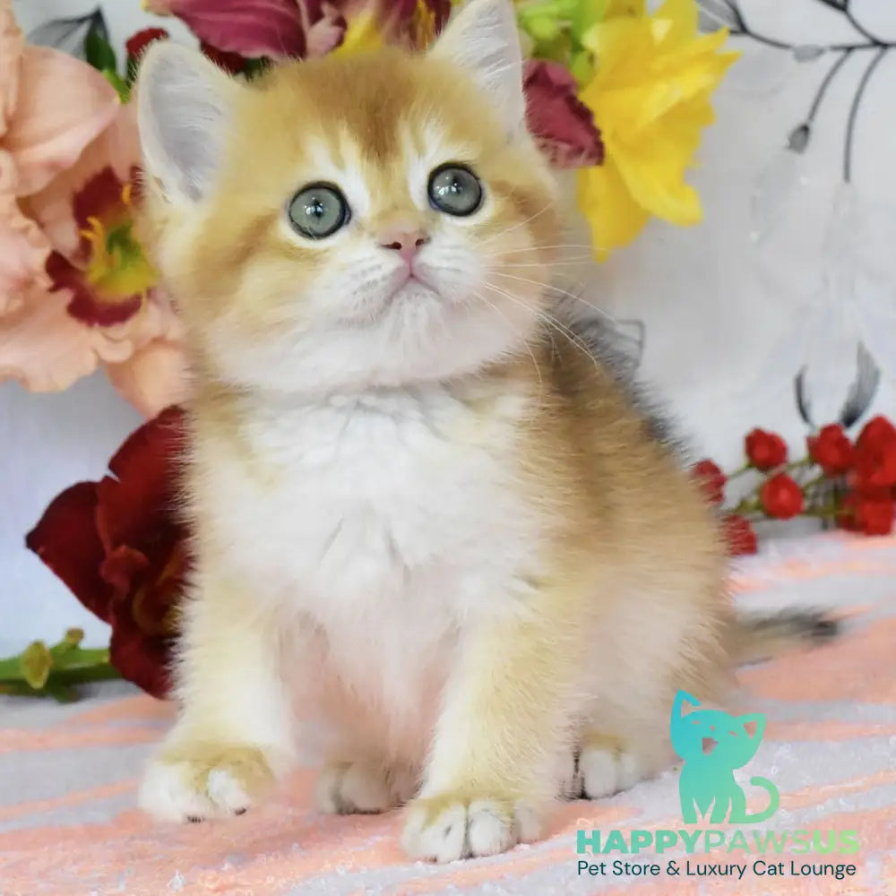 Deana British Shorthair female black golden chinchilla - live animals