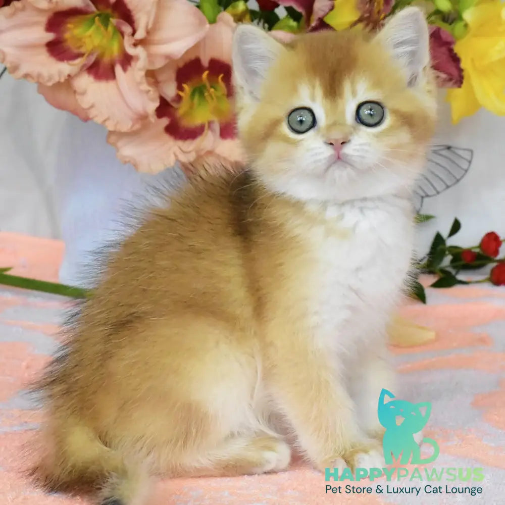 Deana British Shorthair female black golden chinchilla - live animals