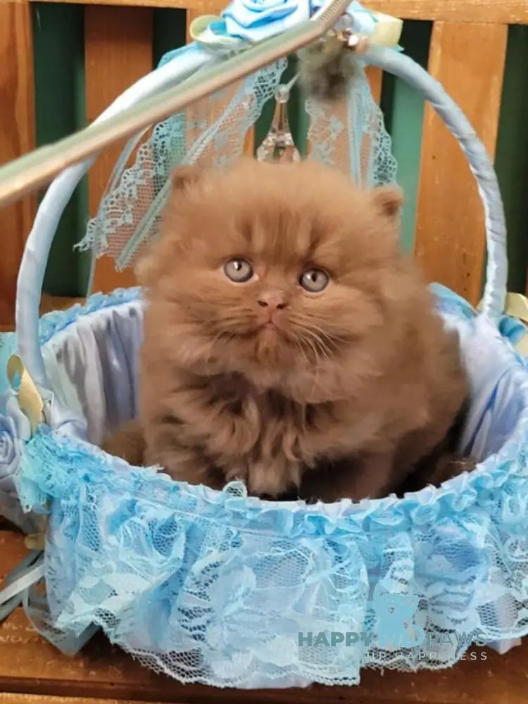 Dear Dar British Longhair male cinnamon live animals