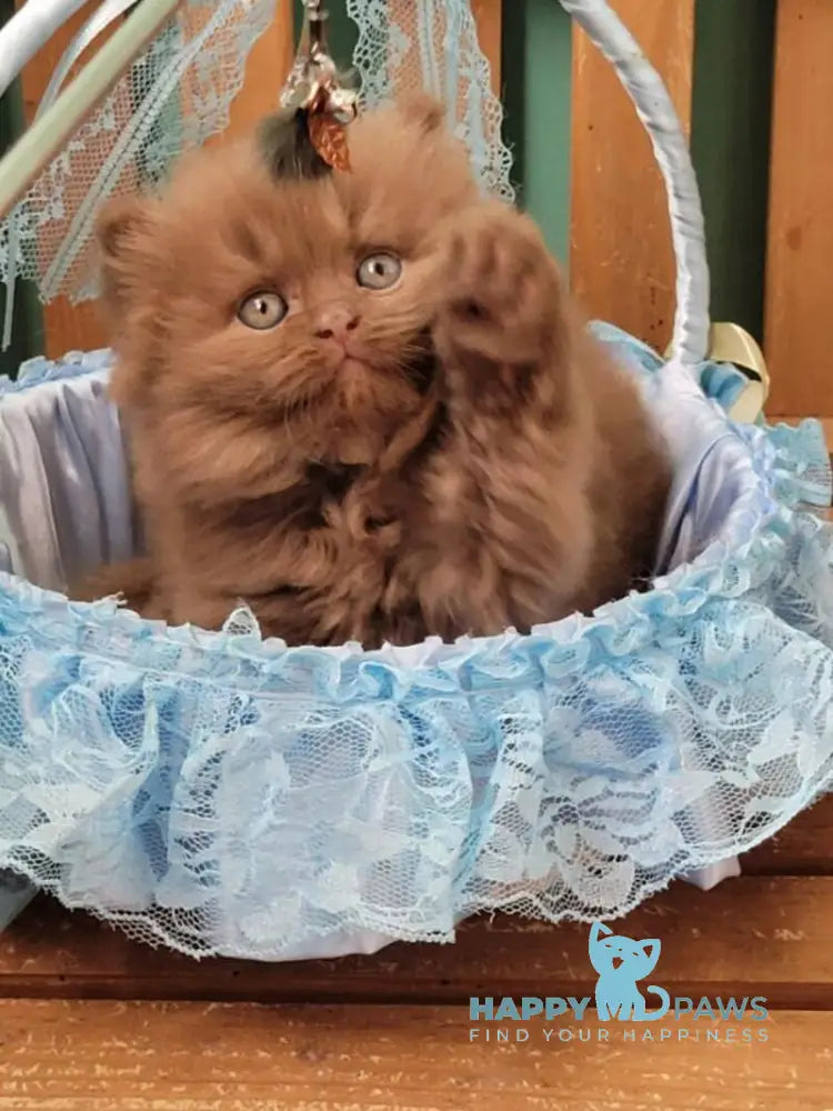 Dear Dar British Longhair male cinnamon live animals