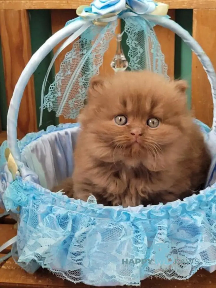 Dear Dar British Longhair male cinnamon live animals