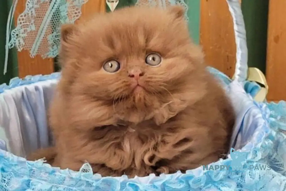 Dear Dar British Longhair male cinnamon live animals